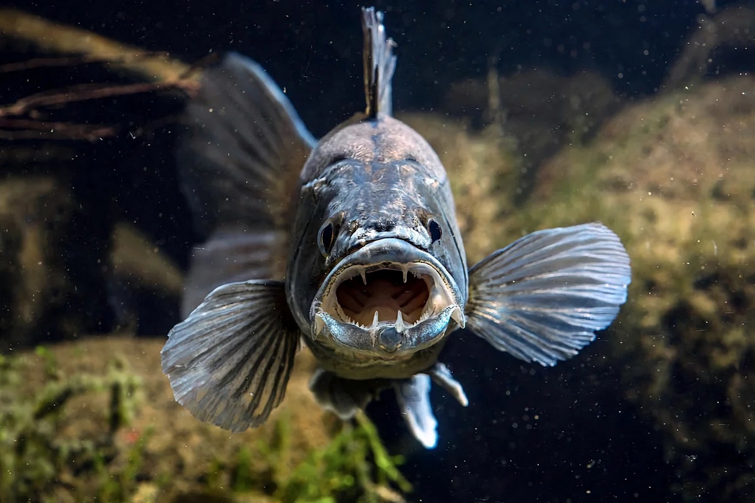 Sander lucioperca (Linnaeus, 1758)